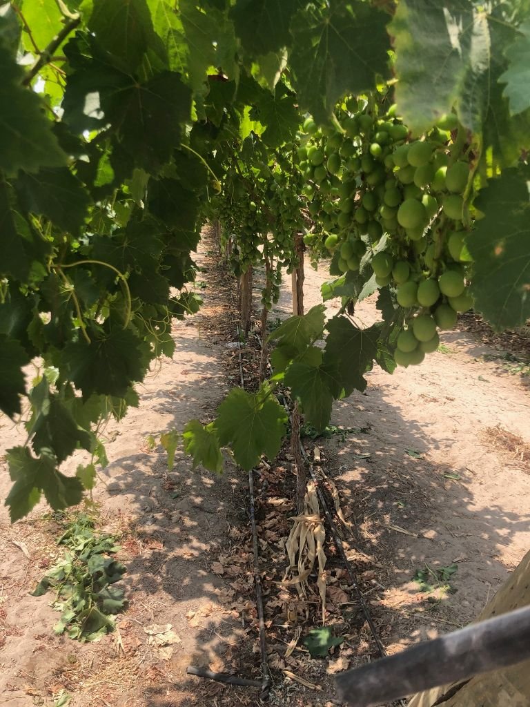 Parrón de uva con riego por goteo